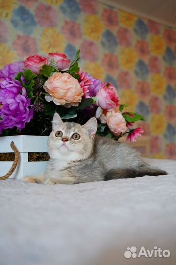 Британская девочка