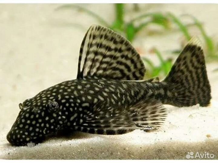 Аквариумные рыбки