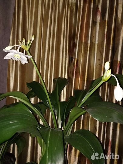 Эухарис или же амазонская лилия