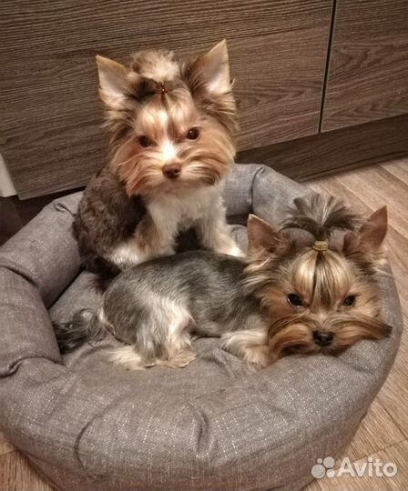 Стрижка животных / груминг