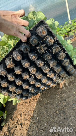 Клубника рубиновый кулон кассета