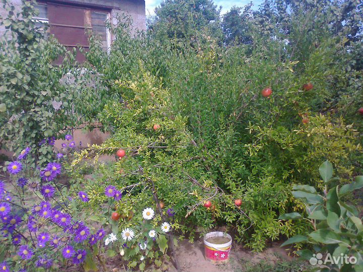 Гранат розовый сладкий