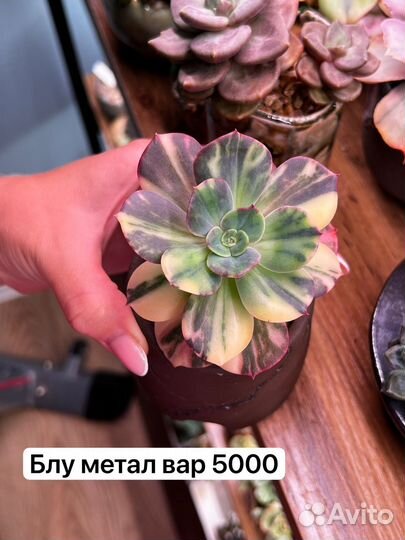 Суккуленты, эхкверии