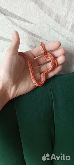 Змея маисовый полоз