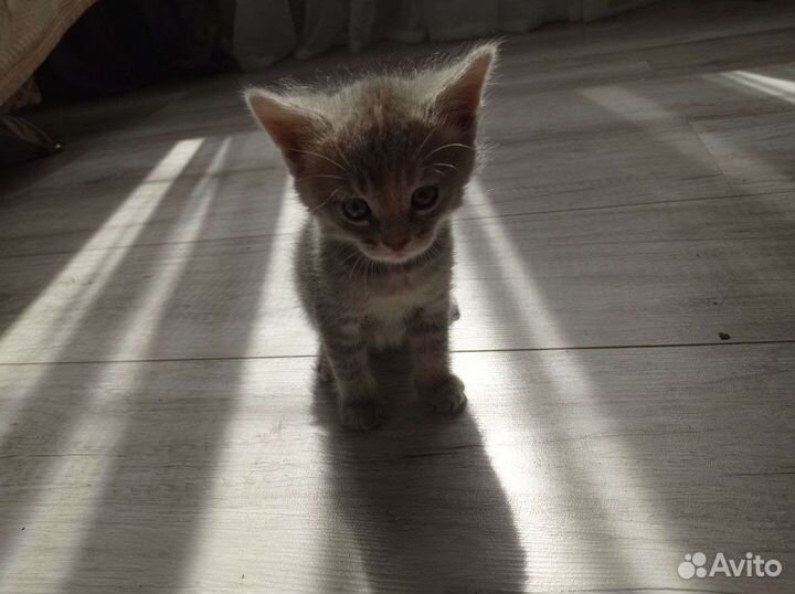 Котята бесплатно