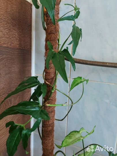 Эпифиллум.папоротник,аглаонема б.дж. фридман