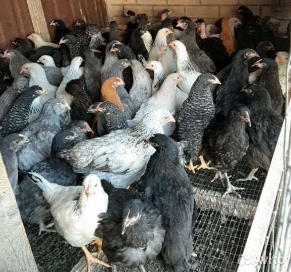 Шикарные молодки Доминанты, 4 месяца