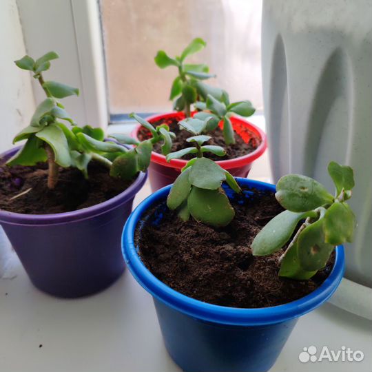 Толстянка, комнатный цветочек