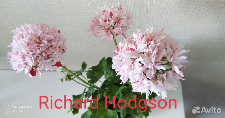 Пеларгония герань сортовая