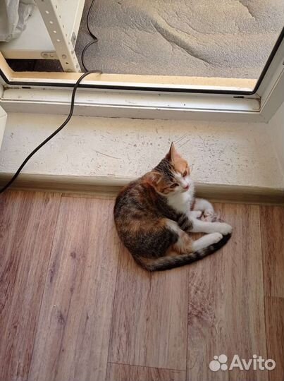 Красивый котёнок