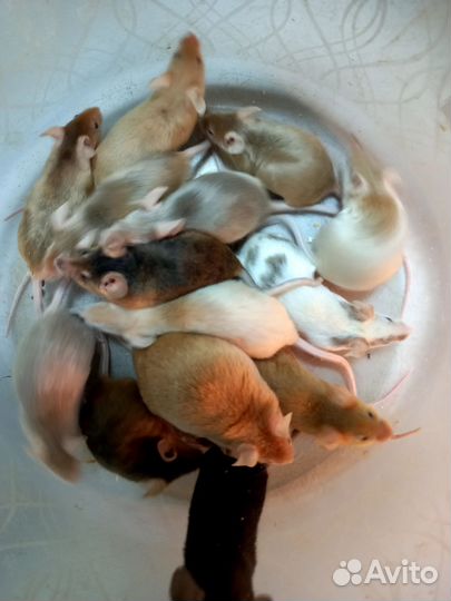 Сатиновые мыши