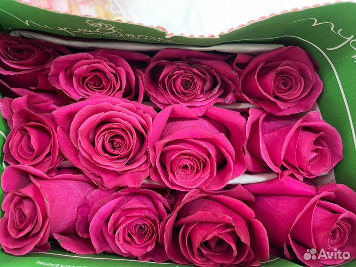 Роза Эквадор предзаказ от 1 коробки (500 шт.)