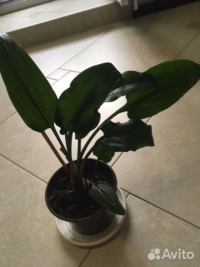 Комнатные цветы