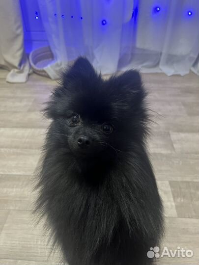 Шпиц вязка мини