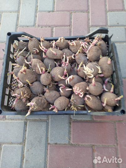 Картофель крупный и семенной