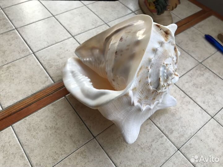 Большая морская раковина