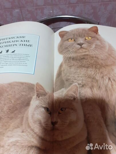 Книга журналы все о кошках