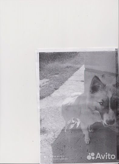 Ищем хозяев для 2-х щенков