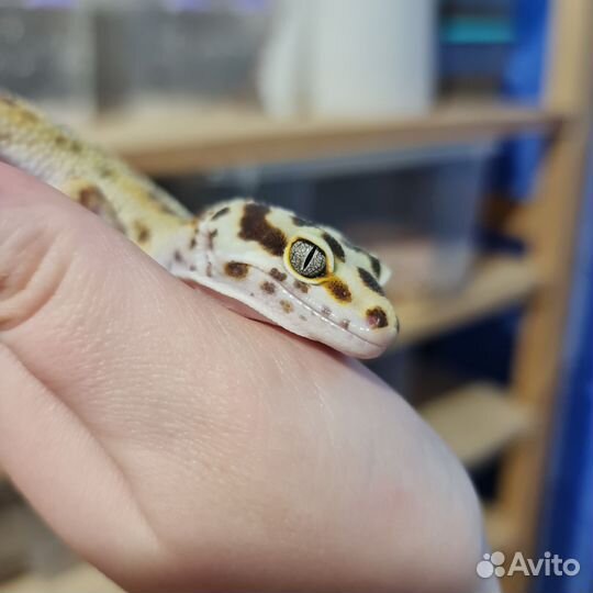 Пятнистый эублефар самец взрослый