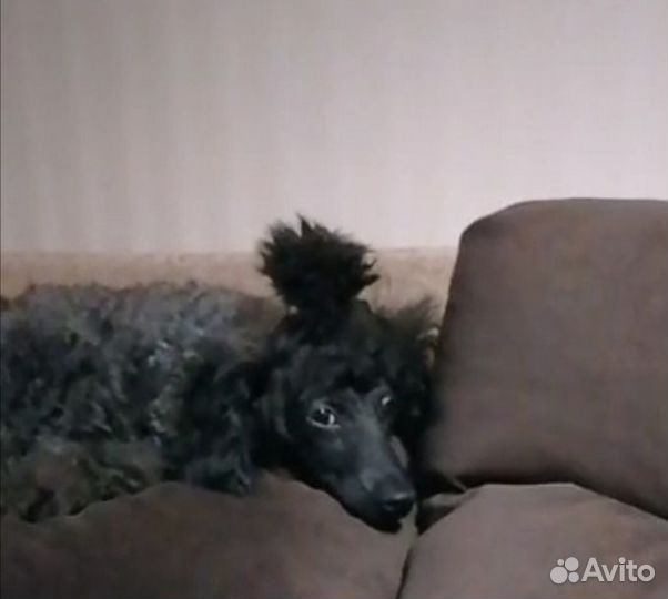 Щенки той - пуделя