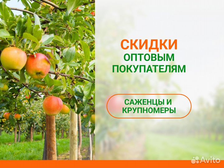 Саженцы хвойных, лиственных, плодовых деревьев