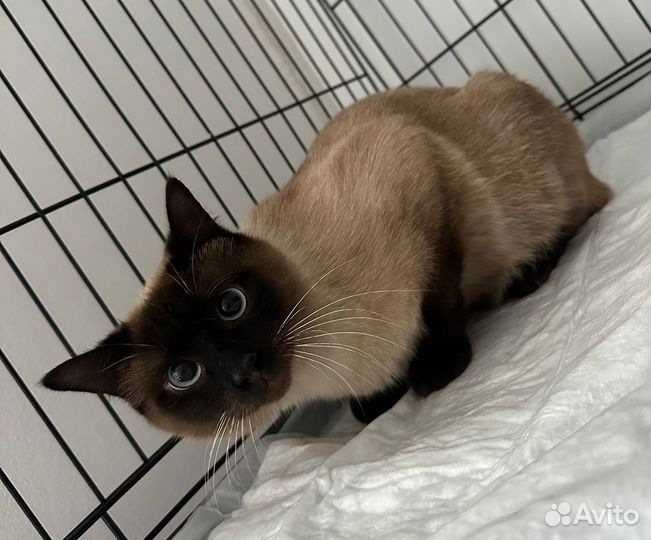 Тайский кот