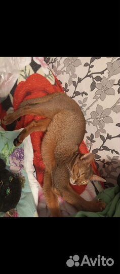 Абиссинские котята