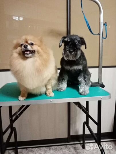 Стрижка кошек, собак, кроликов