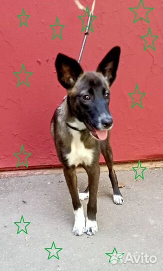 Шоколадная Синди в дар