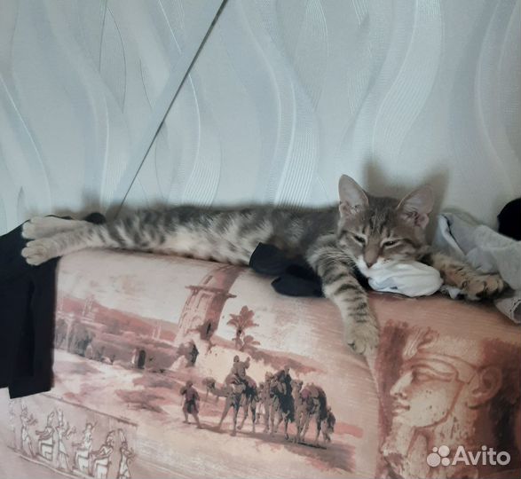 Отдам в хорошие руки котенка