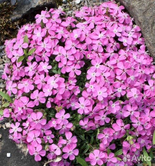 Многолетники Мыльнянка