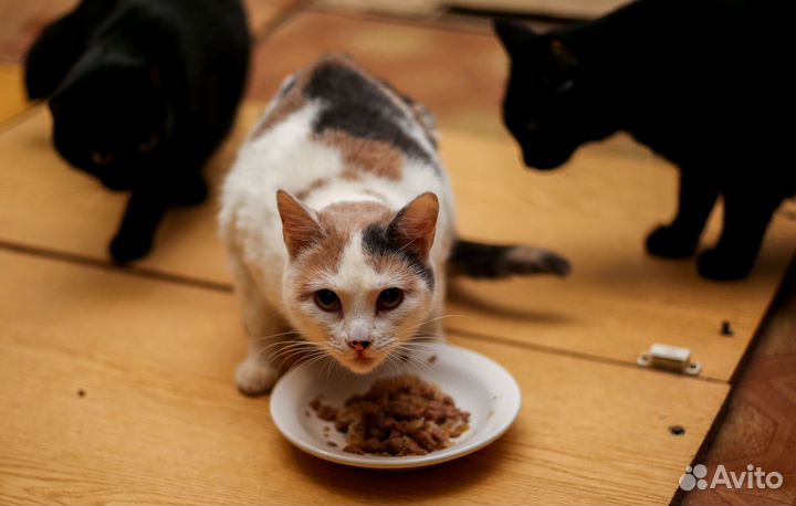 Отдам кошечку