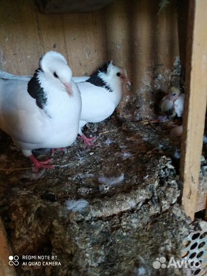 Продаются армянские и бакинские голуби