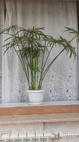 Комнатные цветы