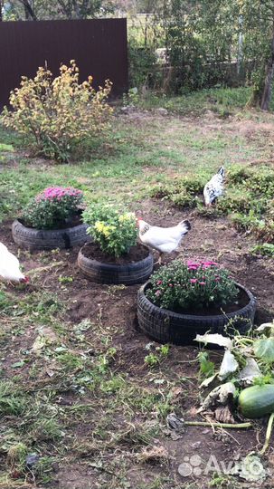 Куры несушки продам