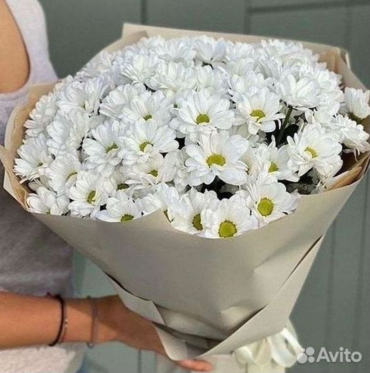 Хризантема Цветы Доставка