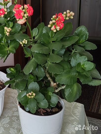 Каланхоэ цветущий красный домашнее растение