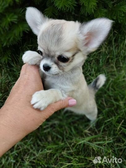 Великолепный мальчишечка