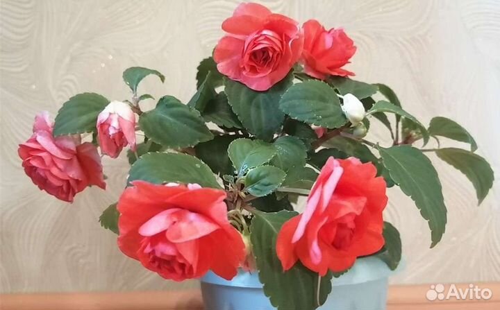 Бальзамин Том Самб Салмон