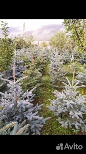 Голубая ель