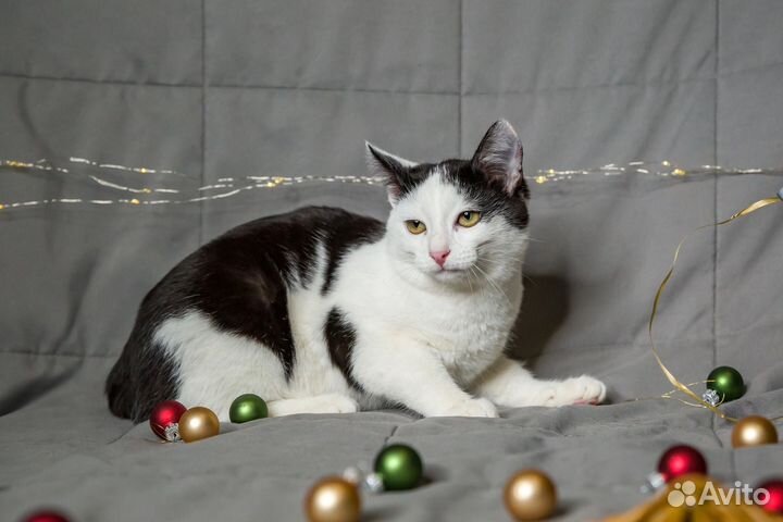 Ласковый и молодой котик