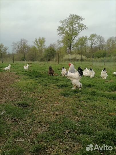 Брама по продаже тороплюсь