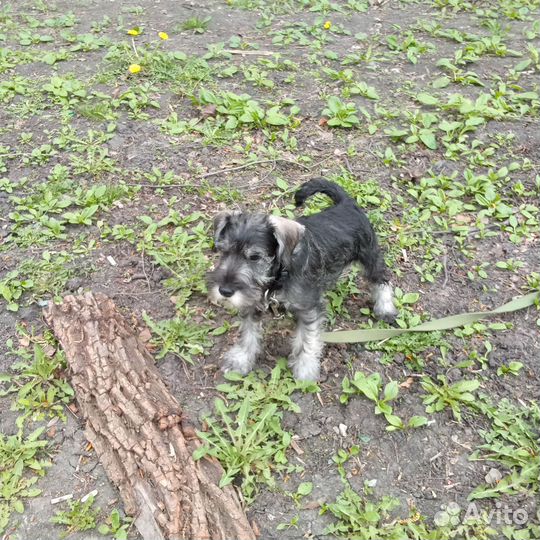 Мальчик и девочка цвергшнауцера