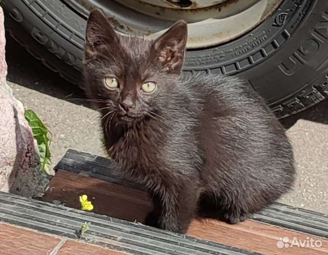 Черный котенок в добрые руки