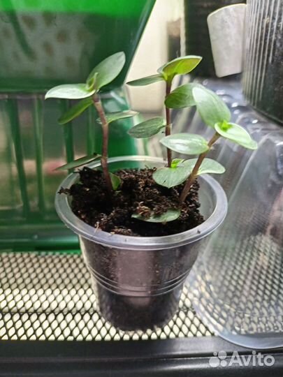 Декоративные цветы