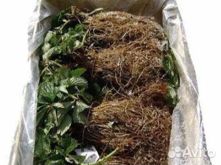 Рассада клубники фриго