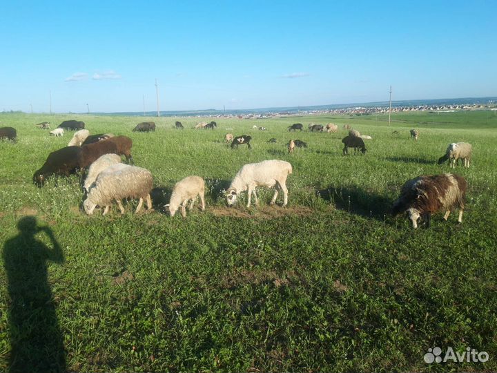 Овцы бараны