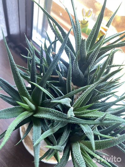 Суккулент хавортия