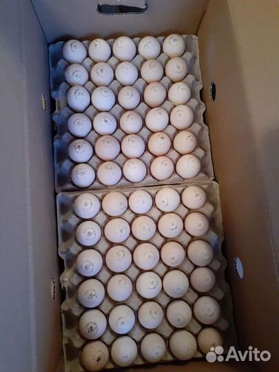 Цыплята бройлера суточные и подрощенные