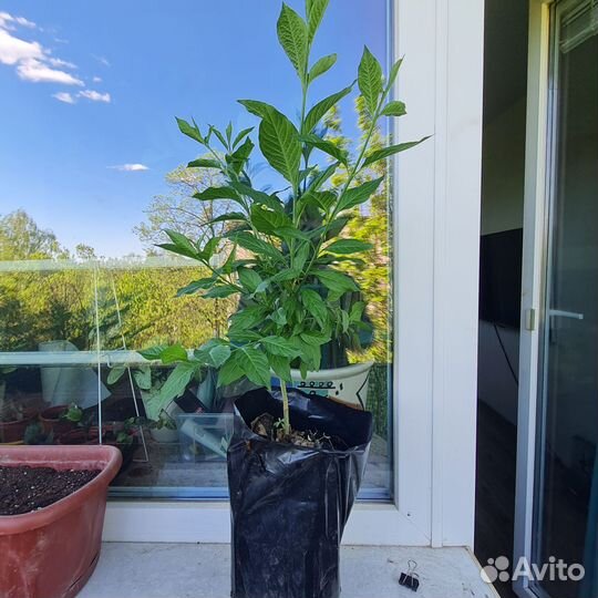 Бересклет европейский